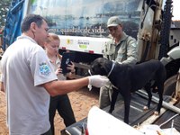 Controle de Leishmaniose e vacinação antirrábica são algumas das propostas da Vereadora Protetora Carol Dedonatti