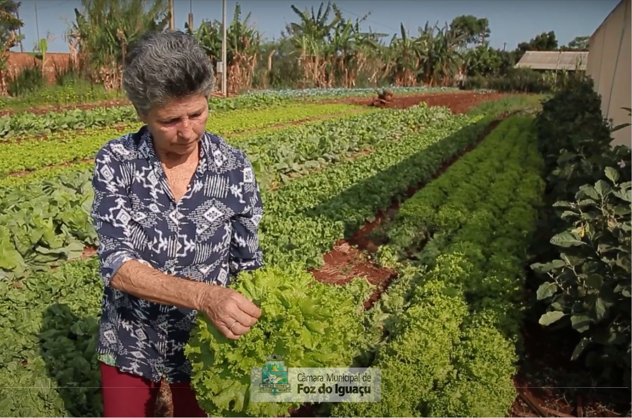 Hortaliças livres de agrotóxicos é missão da agroecologia