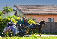 Legislativo aprova criação de programa de redução gradativa de veículos de tração animal em Foz