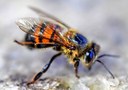 Legislativo aprova projeto que busca incentivar criação de abelhas sem ferrão