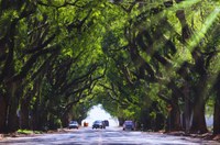 Legislativo cobra  Prefeitura sobre Plano de Arborização