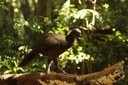 Nossas Aves: saiba as curiosidades sobre a Jacutinga