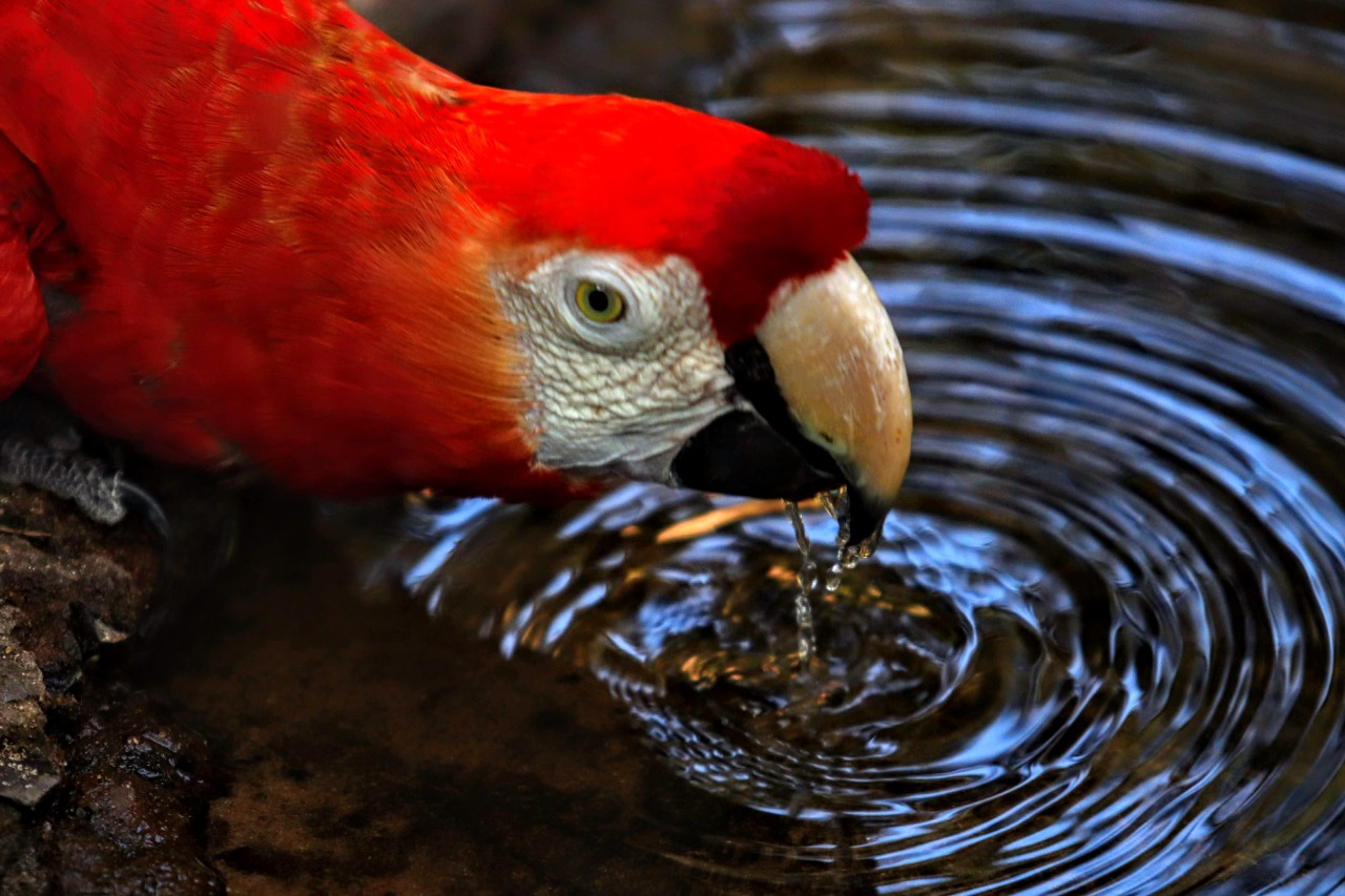 Nossas aves: TV Câmara inicia nova série com intuito de valorização da fauna local
