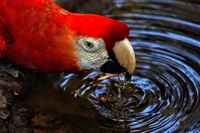 Nossas aves: TV Câmara inicia nova série com intuito de valorização da fauna local