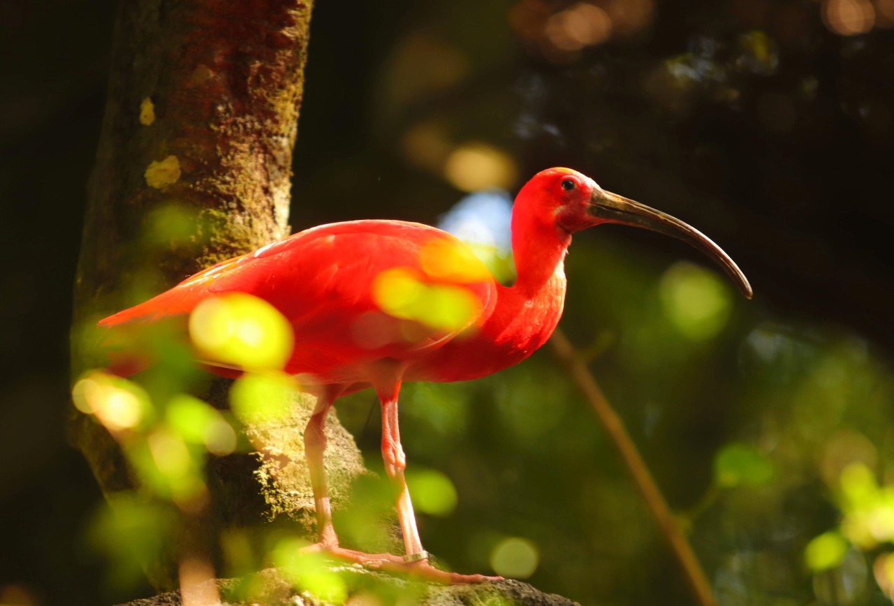 Nossas aves: você conhece o Guará?