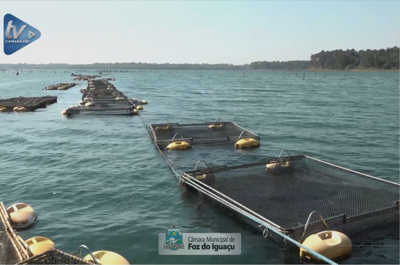 Pescadores e aquicultores planejam aumento da produção de tilápia para atender demanda local