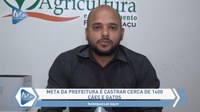 Programa Opinião destaca plano municipal de castração de cães e gatos