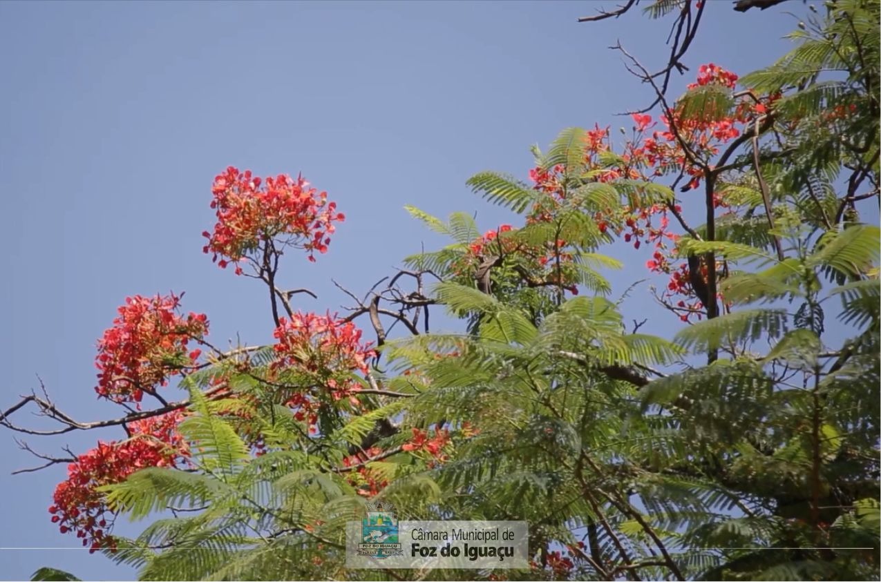Projeto quer proibir cultivo e plantio de árvores maléficas às abelhas e ao meio ambiente