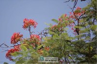 Projeto quer proibir cultivo e plantio de árvores maléficas às abelhas e ao meio ambiente