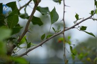 Projeto visa proteger as pessoas e os animais de plantas tóxicas 