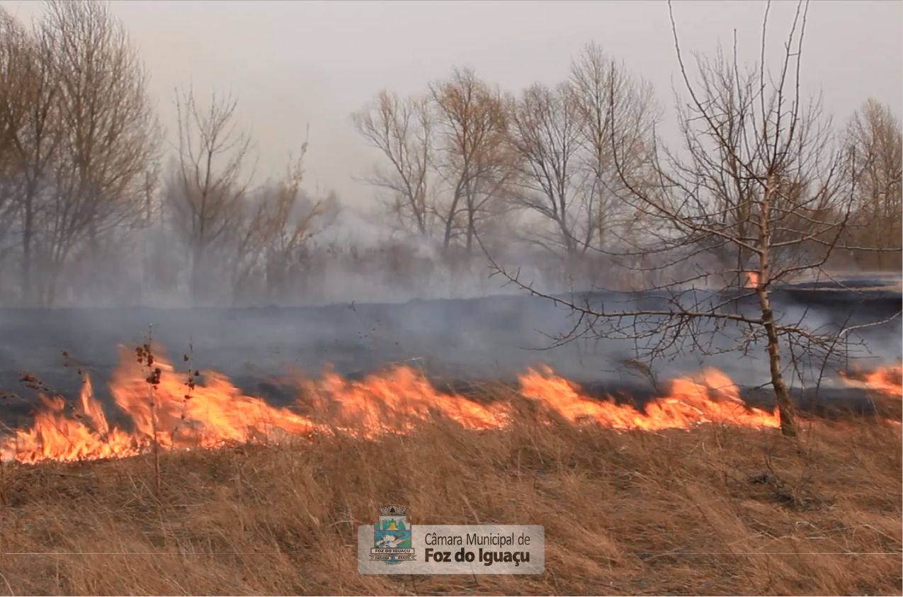 Provocar queimadas e atear fogo em terrenos baldios são crimes ambientais