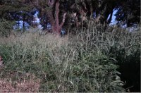 Terrenos baldios com mato alto estão sujeitos à multa de até 10 mil reais