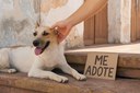 Vereador apresenta Projeto que visa instituir Programa de Adoção Responsável de Animais Domésticos Vereador apresenta Projeto que visa instituir Programa de Adoção Responsável de Animais Domésticos